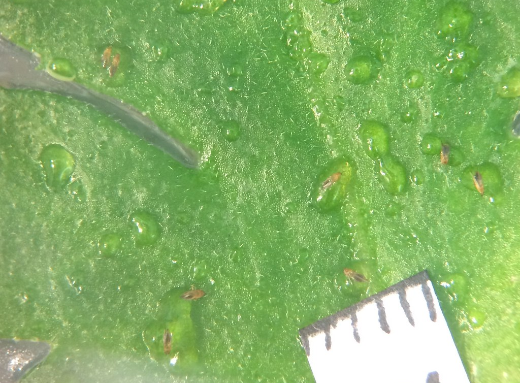 171817224228107537.png 77084604053949409549.png